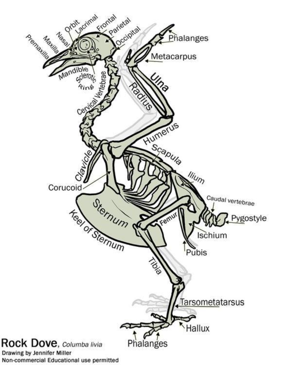 Simple Bird Skeleton Diagram by Nambroth on DeviantArt