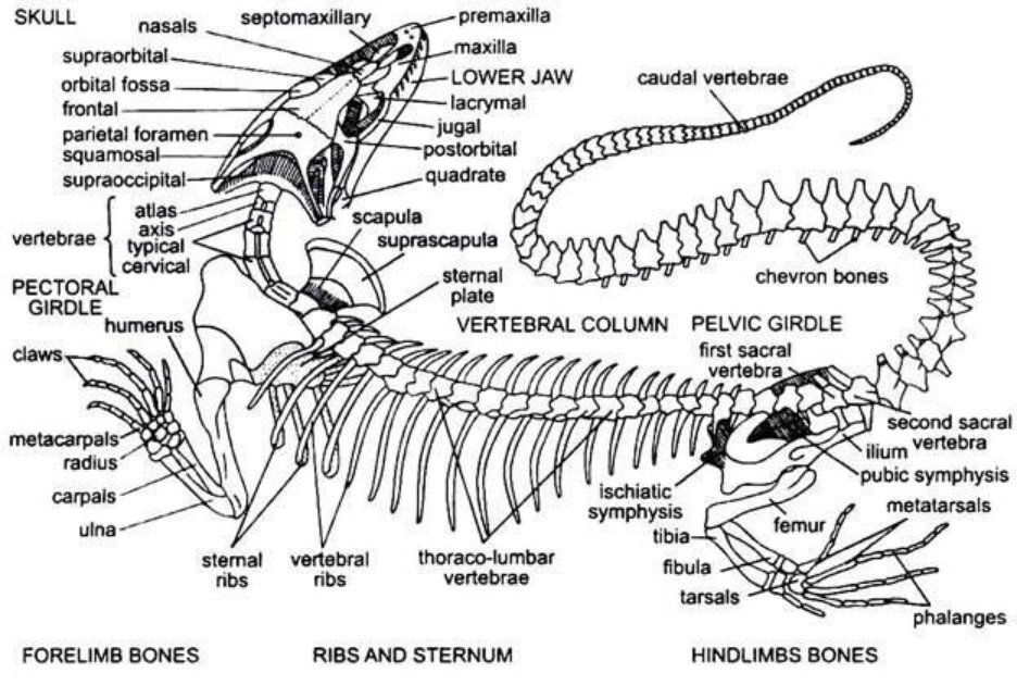 Skeleton of Varanus (With Diagram) | Vertebrates | Chordata | Zoology