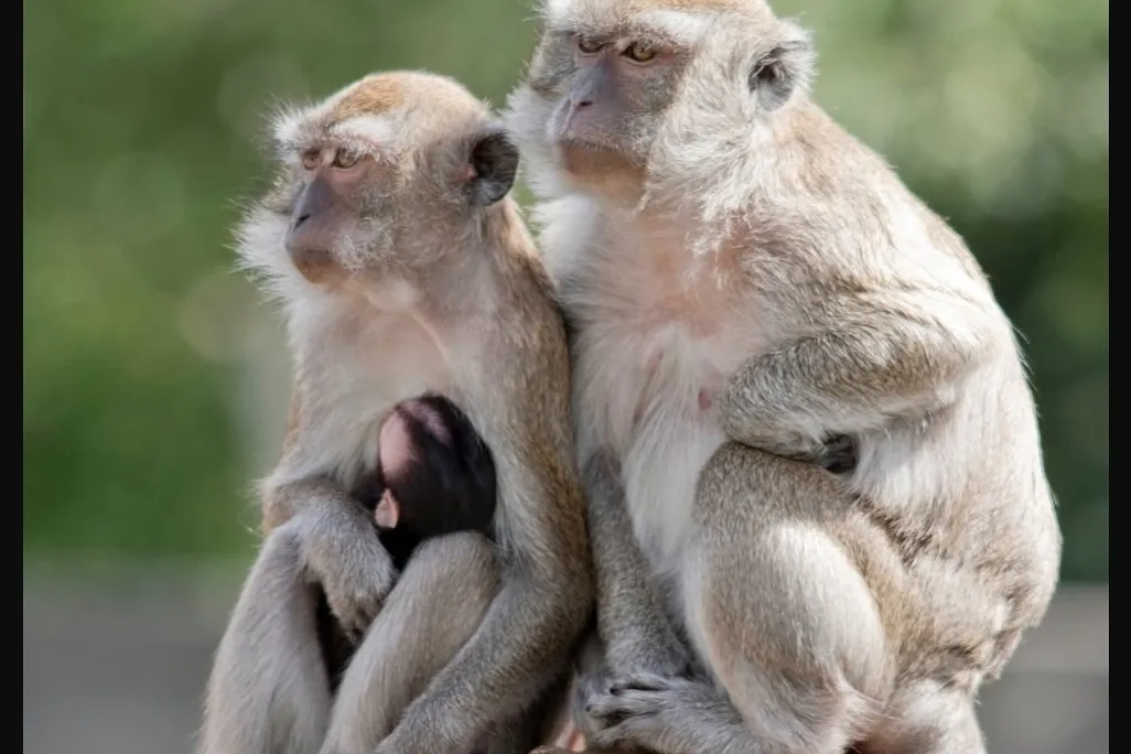 The Hidden Cost of Progress: What Escaped Monkeys Teach Us About Science Without Conscience