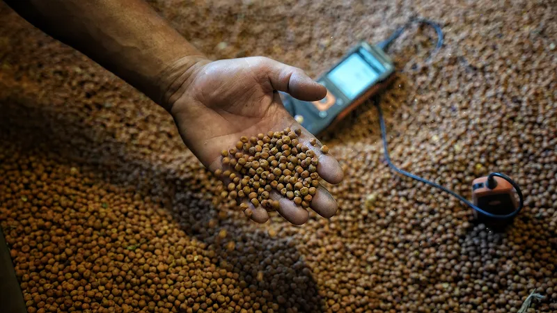 Hand in seeds