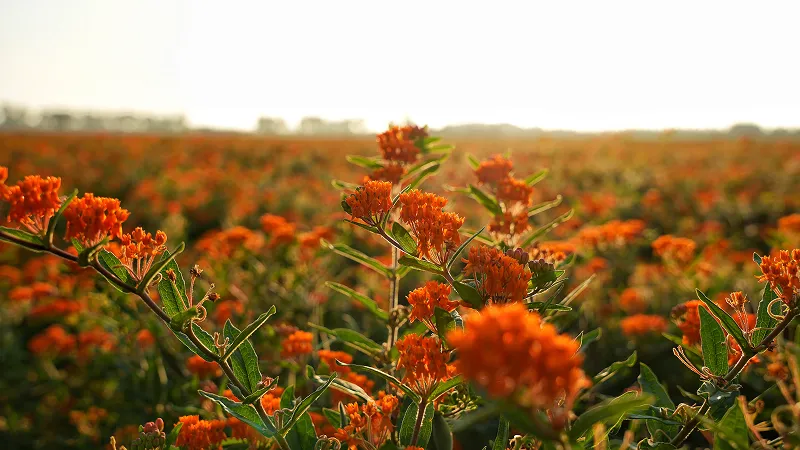 Red flowers