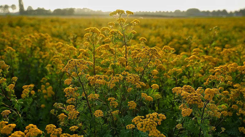 Fields of flowers