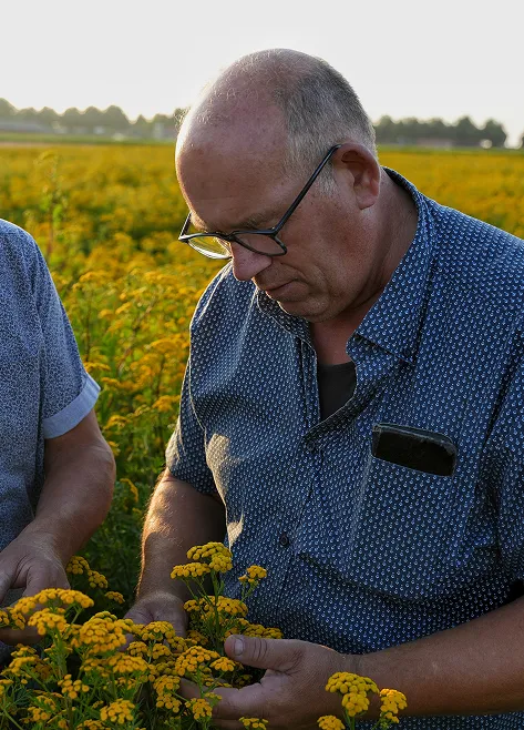 Jan Heijboer and Bram Heijboer in flowers testing V&F Seeds