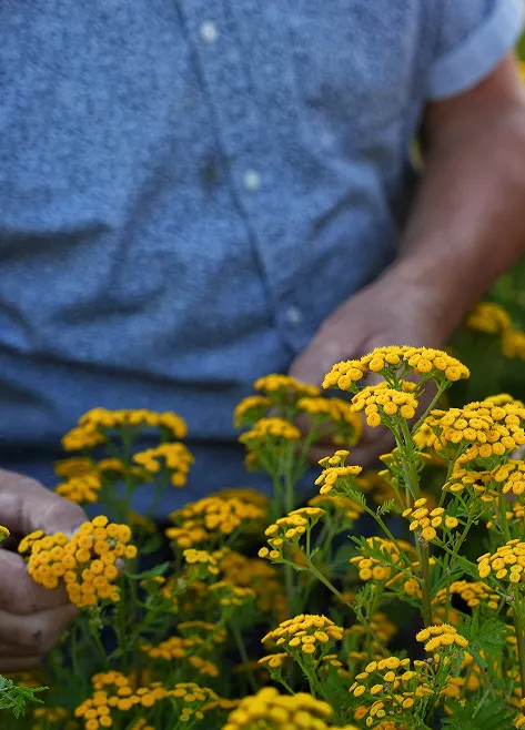 Jan Heijboer flowers