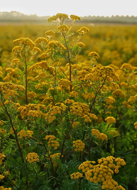 Yellow flowers picture