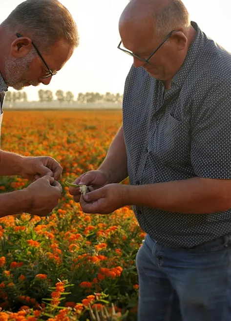 Jan and Bram Heijboer standing together V&F Seeds