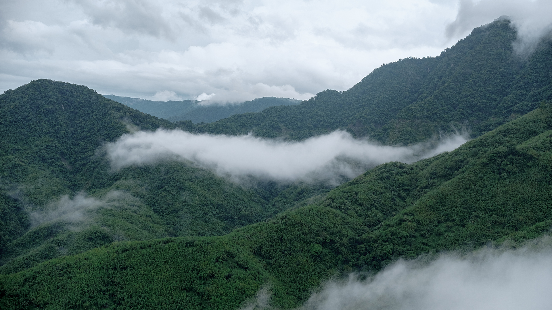 Misty clouds drifting between lush green mountain forest slopes