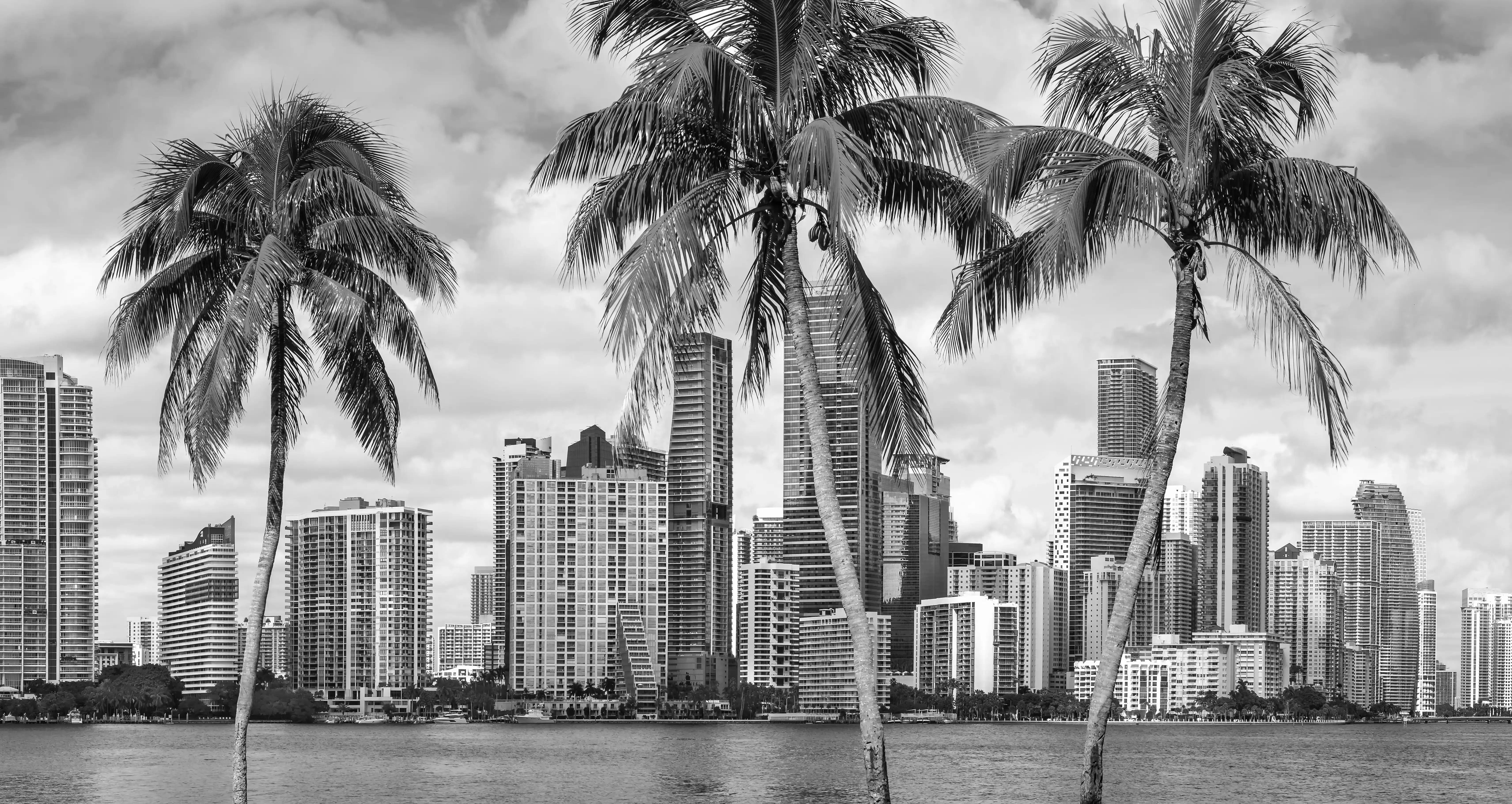 Black and white photo of Miami skyline with tall buildings and palm trees in the foreground, used on the contact page.
