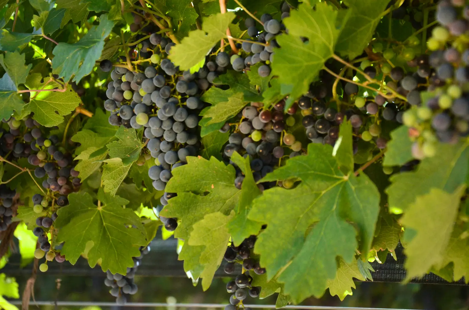 Image de vignes pour représenter le métier d'agent de vignerons. 