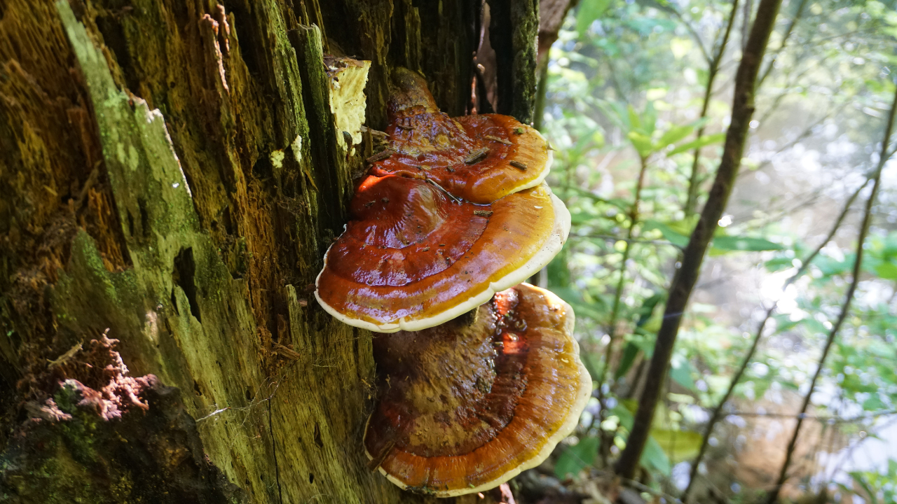 A Reishi UsoFunghi Mushroom on the bark of a tree. We use Reishi in our products.