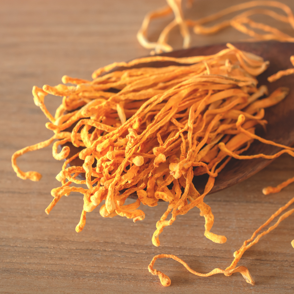 Cordyceps CS-4 Mushroom Powder and Extracts