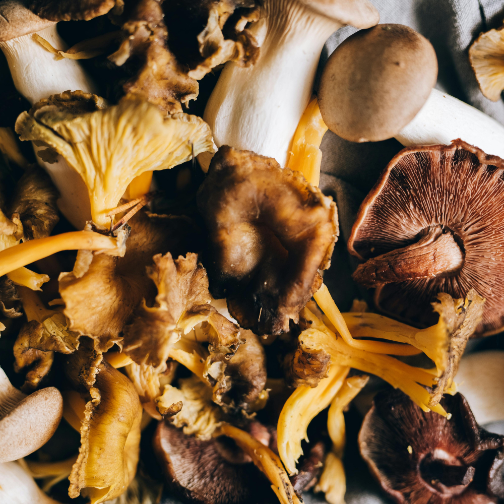 Maitake Mushroom – Grifola frondosa Powder and Extracts