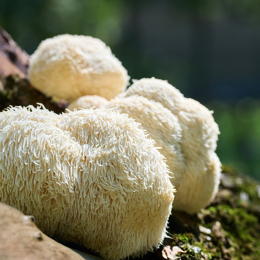 Lion’s Mane Mushroom Powder and Extracts – Hericium erinaceus