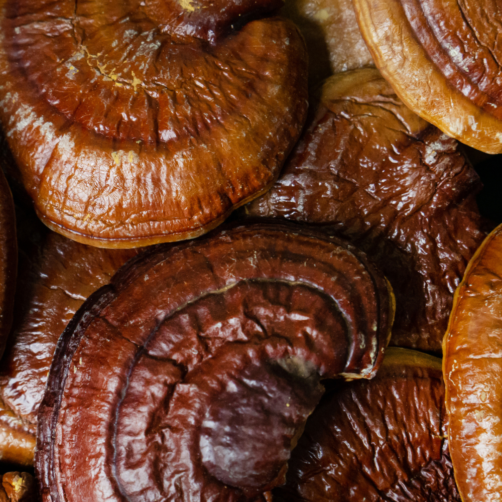 Reishi Mushroom – Ganoderma lucidum Powder and Extracts