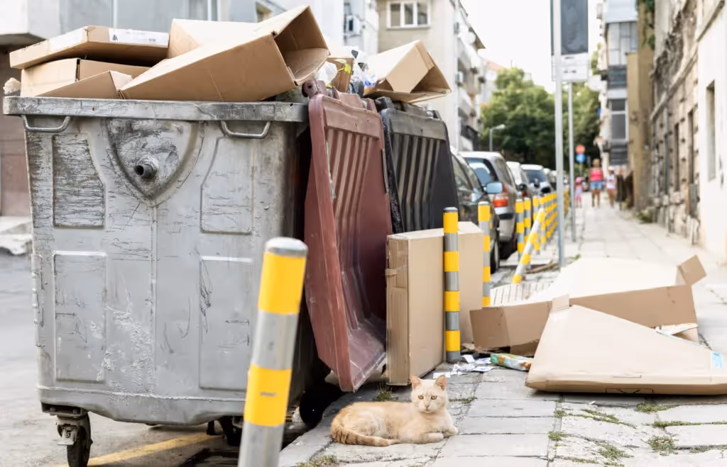 Speedy dumpster rental service 