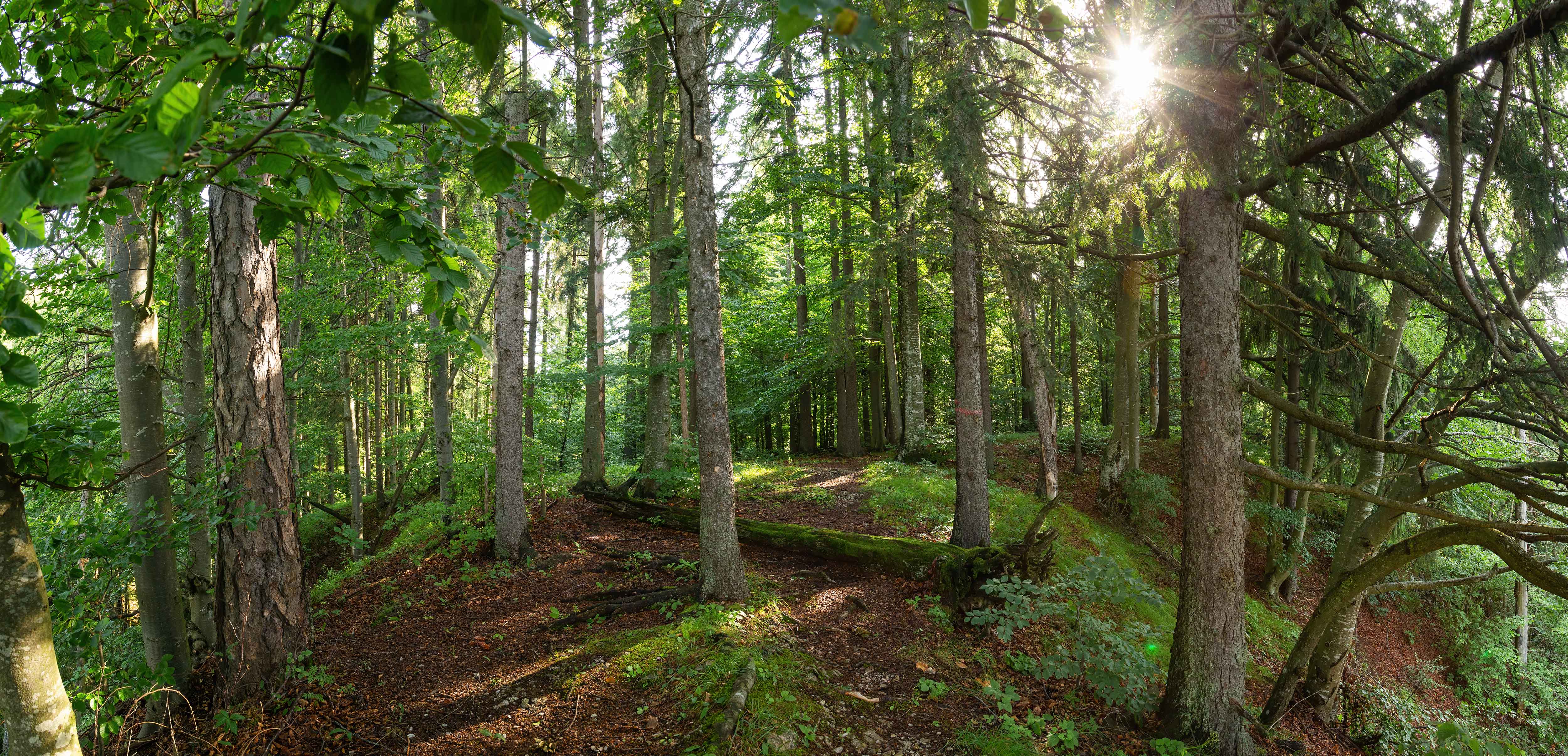 Surviving the Wilds of Deer Isle with @WolffDZ - A Livestream Adventure!