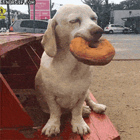 A cute dog biting a bagel