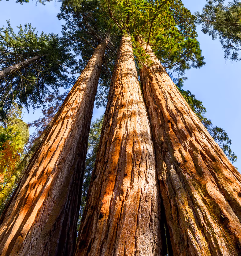 Cedarwood Oil
