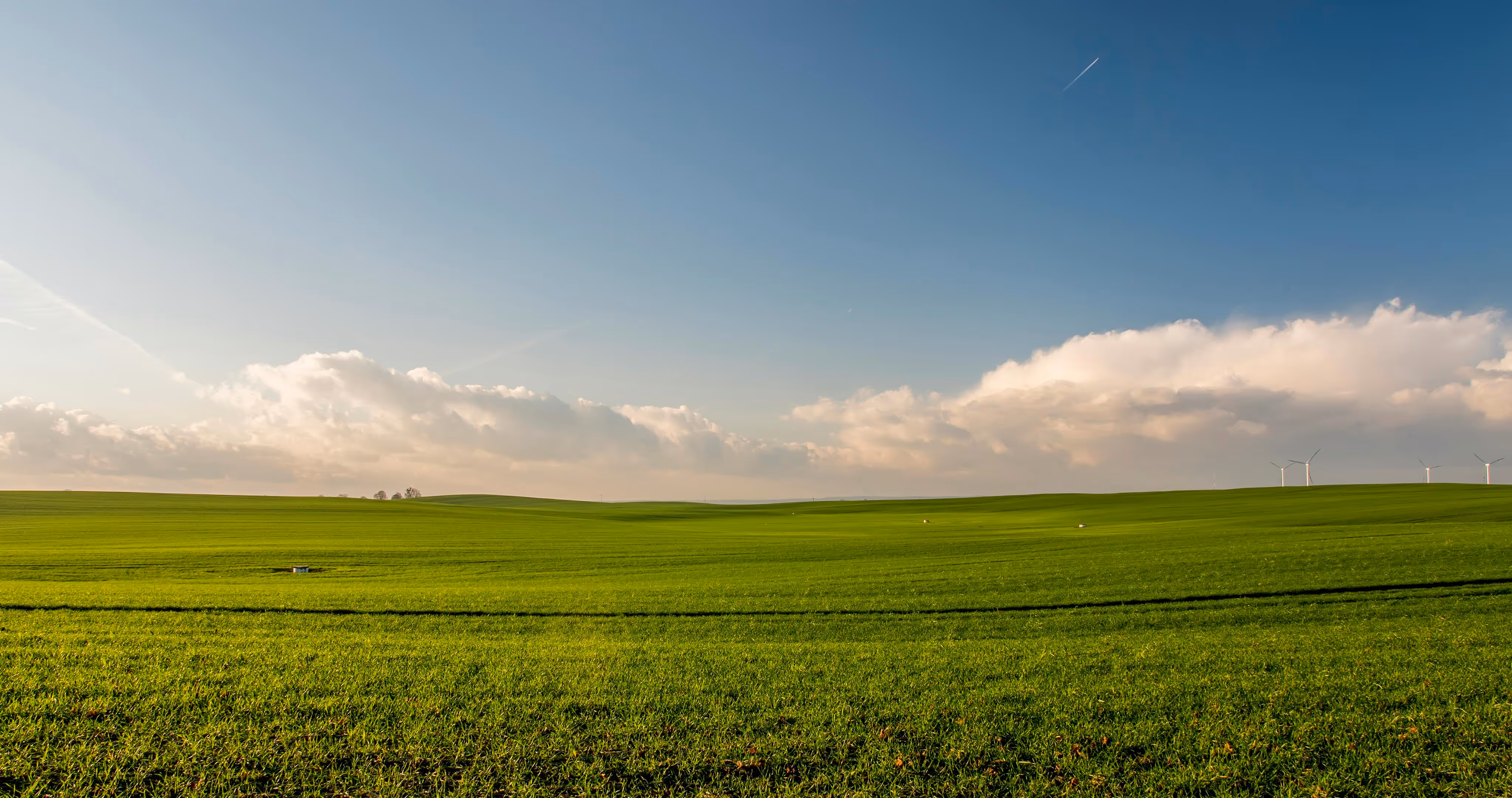 Grass-Fed Tallow vs Regular Tallow: Why Source Quality Matters for Your Skin