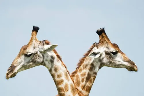 A couple of giraffe standing next to each other.