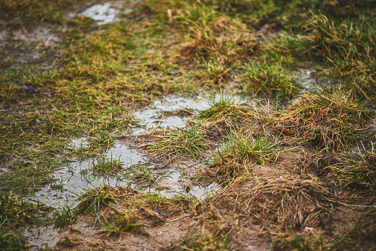 Patches of mud in a client’s garden in Melbourne. The odd patches of mud and puddles are a clear sign there’s a leaking pipe underground.