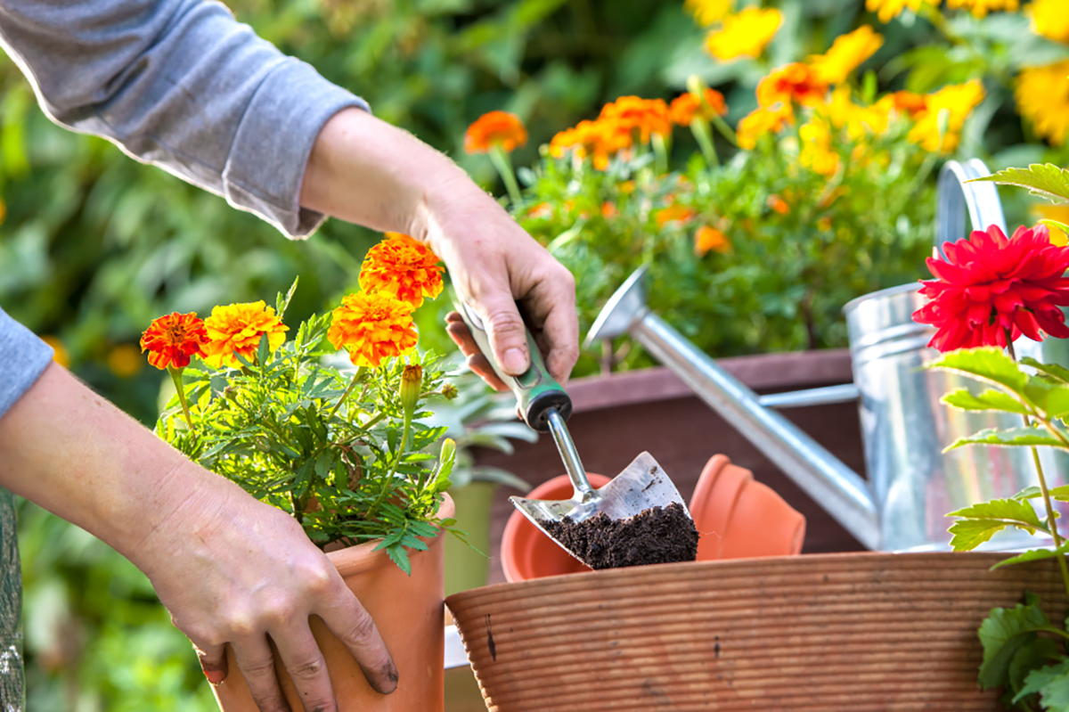 Close-ups of a gardener’s hands as they scoop soil into a new flower pot.
