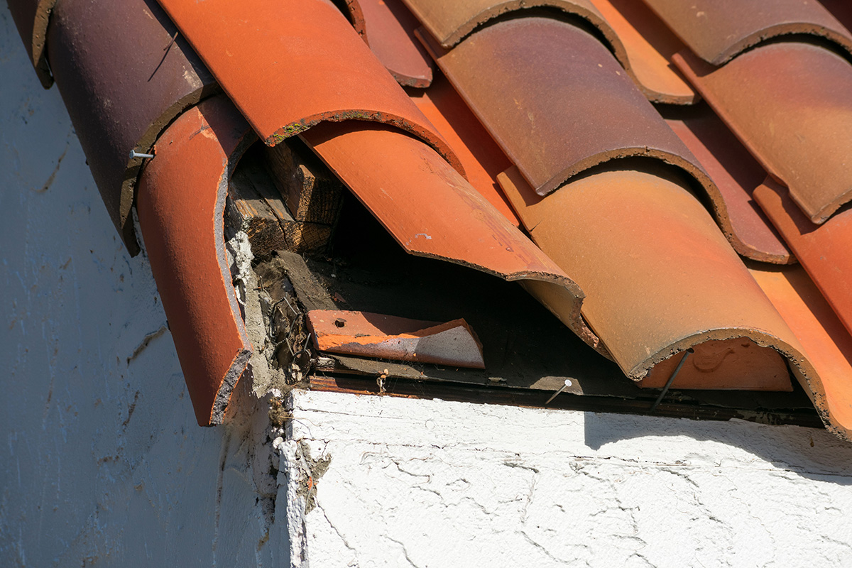 Shattered clay roof tiles exposing the water damage and wood rot beneath. This is why proper roof plumbing maintenance is so critical.