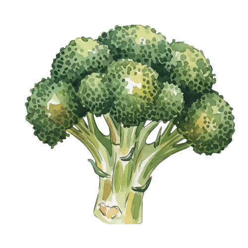 An illustration of a head of broccoli.