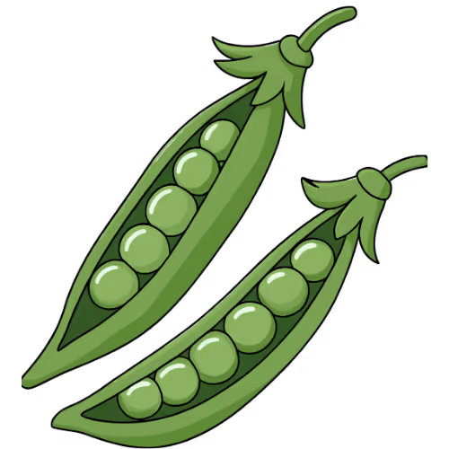 An illustration of two open green bean pods.