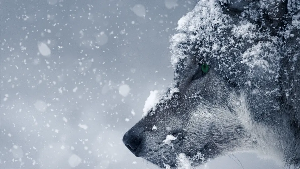 Loup de profil sous la neige