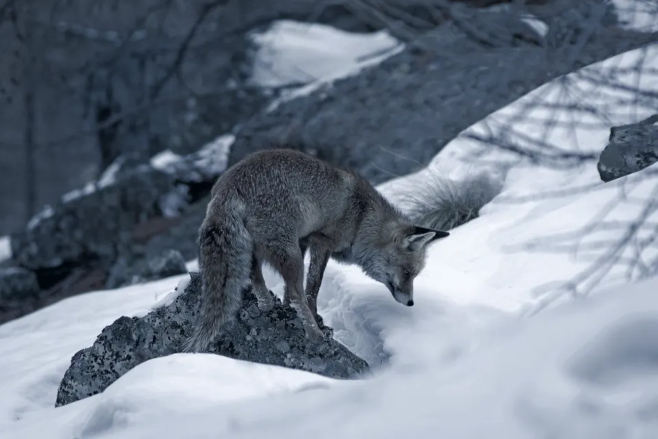 Renard roux dans la neige