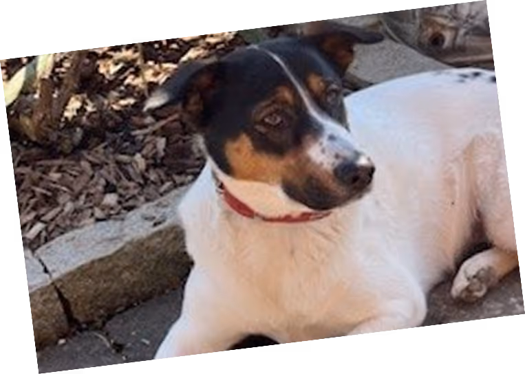 Fibi – die treue Begleiterin von Katrin Höfer