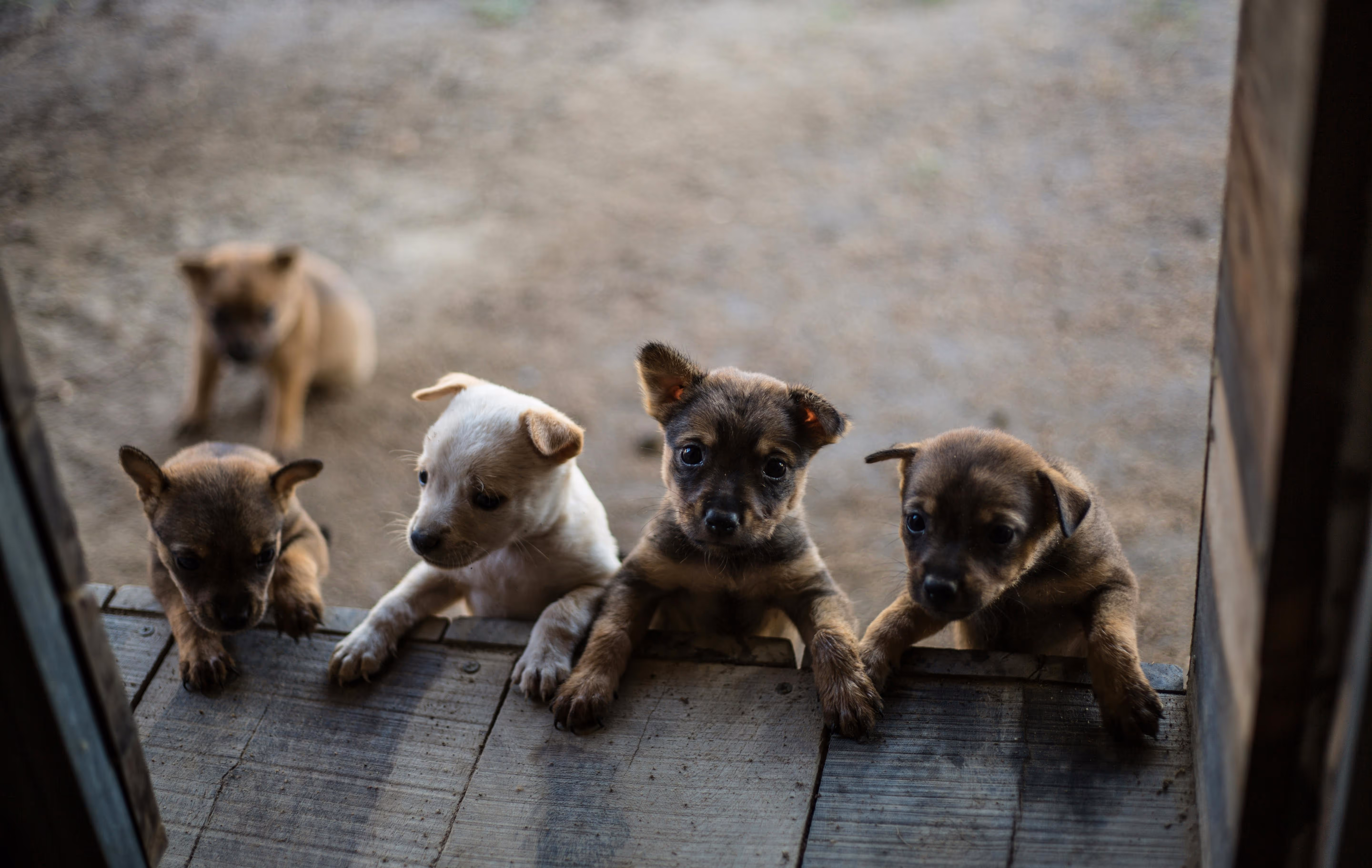 Cute puppies “attacking” the door on their ABM list
