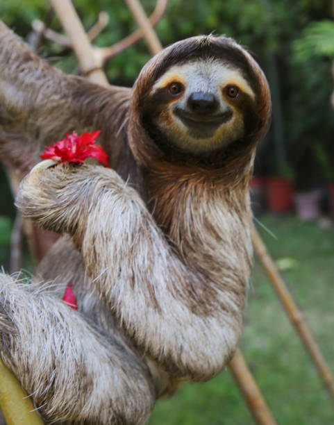 A smiling three-toed sloth holding a flower while hanging from a tree.