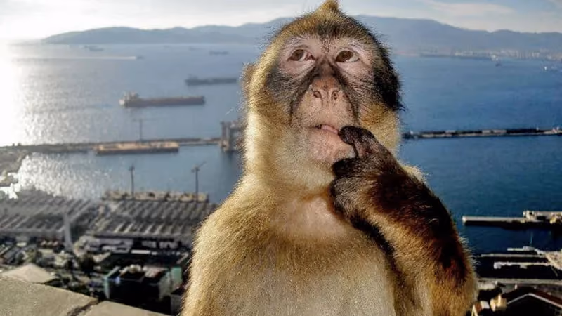 Monkey thinking hard about something, with a seaport in the background.