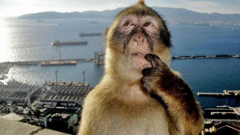 Monkey thinking hard about something, with a seaport in the background.