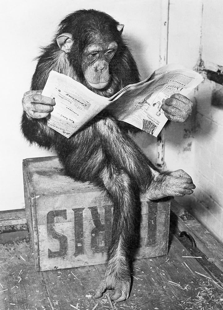 Chimp reading newspaper