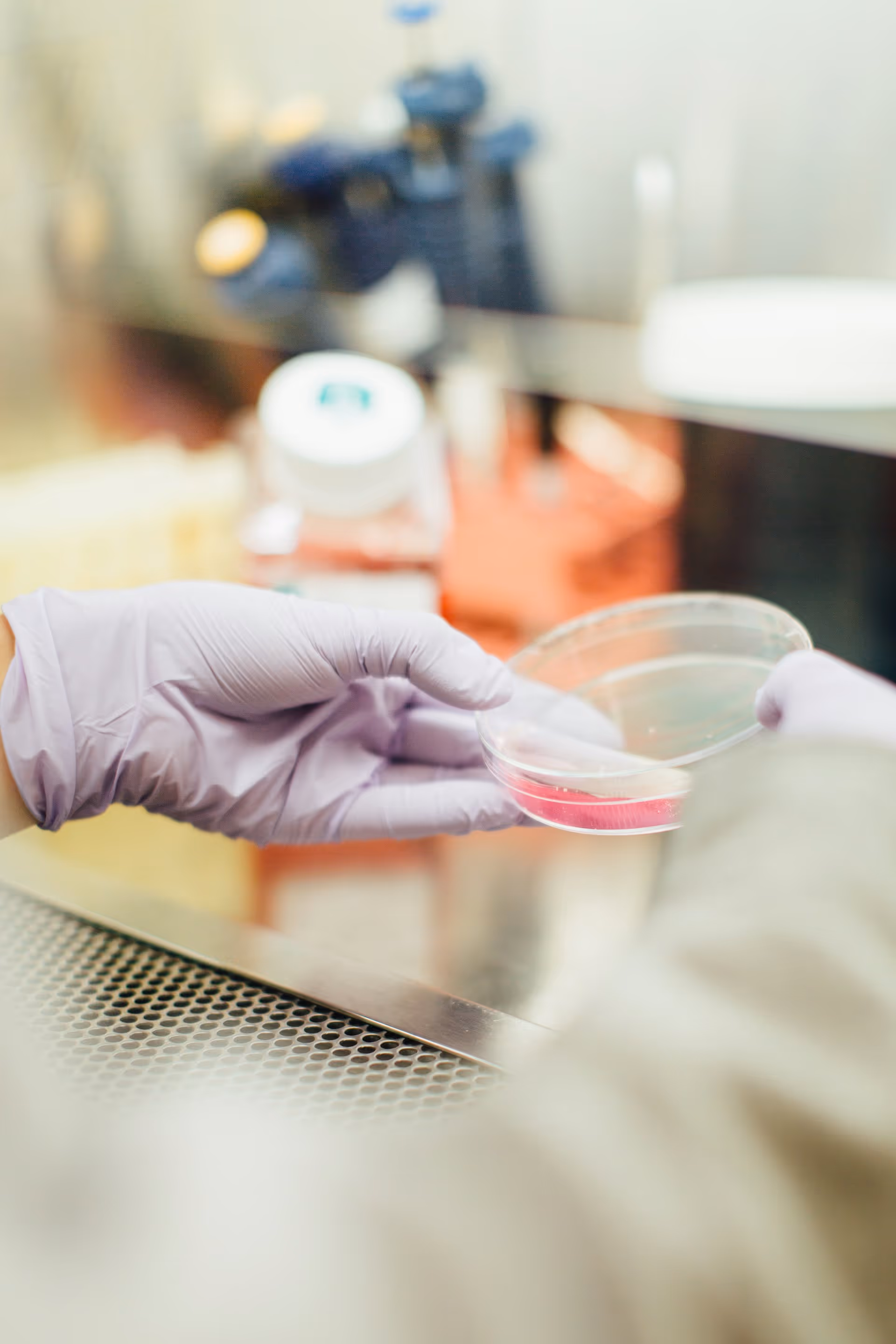 A scientist wearing purple gloves holds a petri dish with a red substance in a laboratory setting.