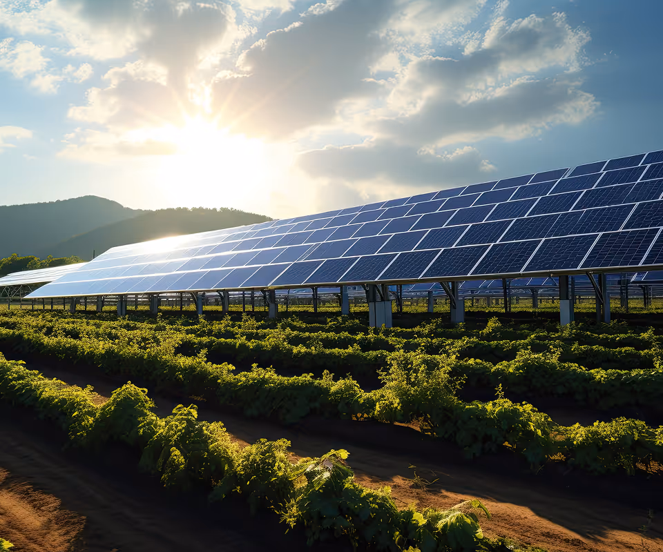 Solar panels installed above green crops in a field with mountains and the sun shining through partly cloudy sky.