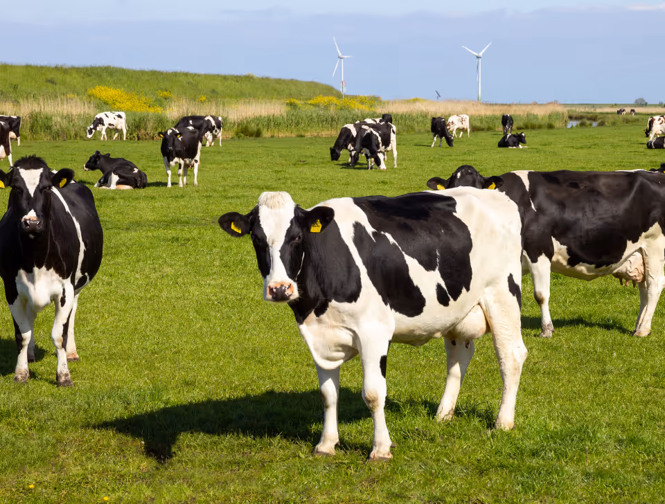 Black and white cows grazing on a green grassy field with wind turbines in the background under a clear sky.