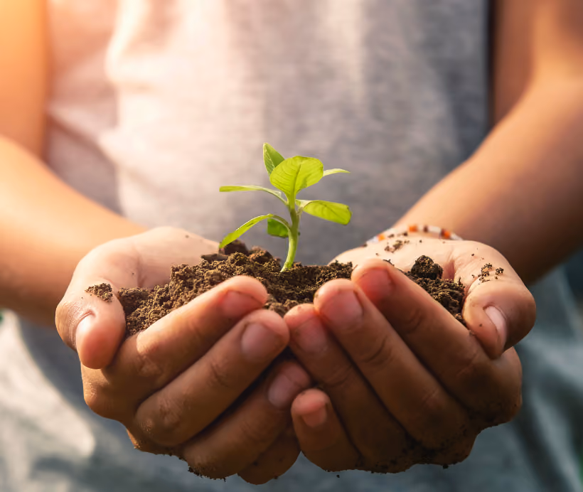 Hands gently holding soil with a small green plant sprouting, symbolizing growth and nurturing.