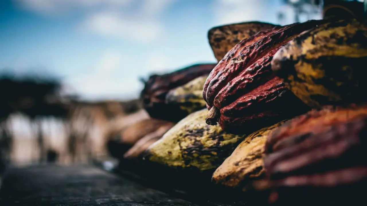 Navigating Cocoa EUDR Compliance: A Guide