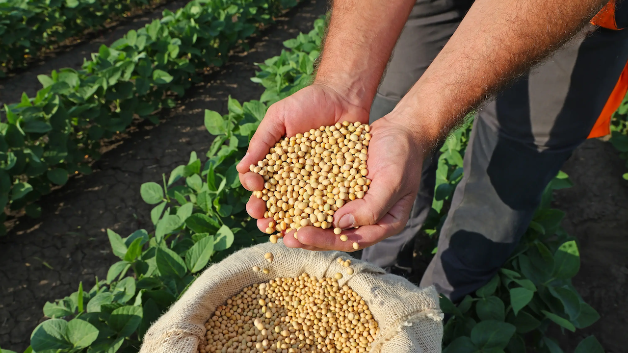 Navigating EUDR Compliance for Soy: A Guide