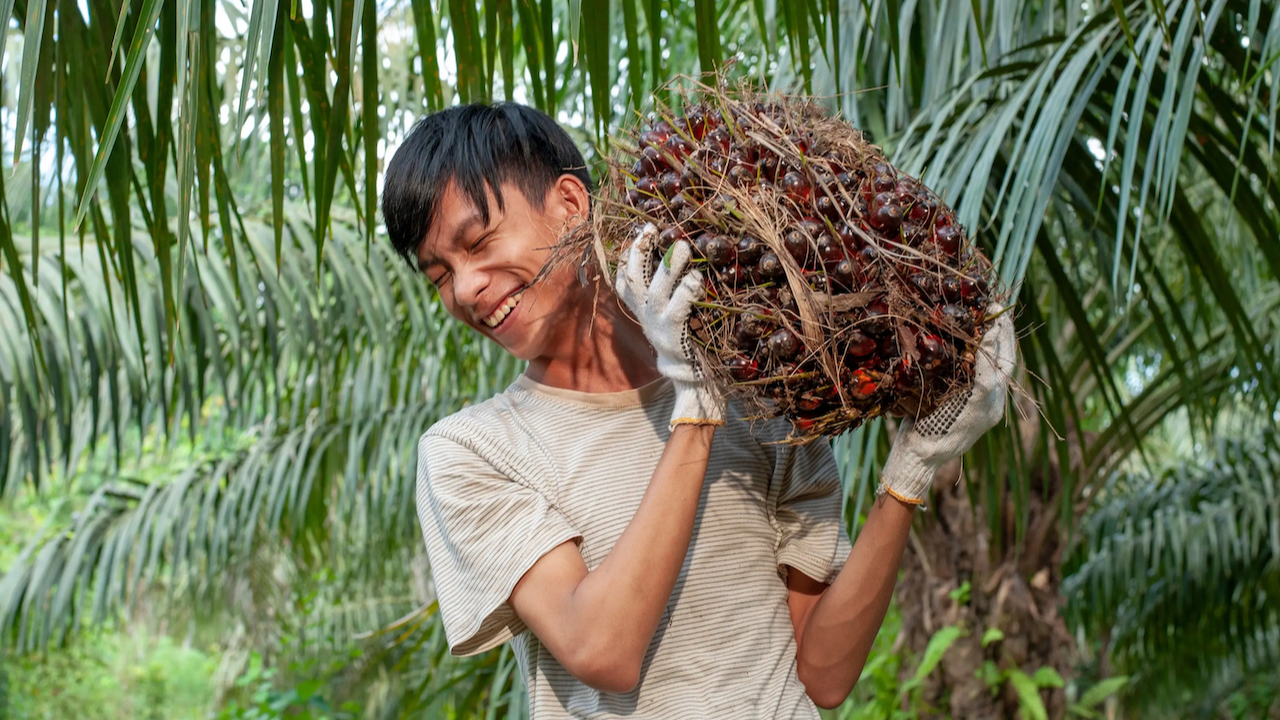 Navigating EUDR Compliance for Palm Oil: A Guide