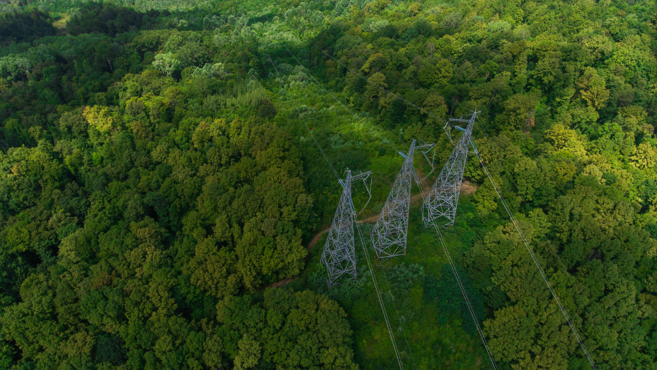 The Role of Corridors in Biodiversity Conservation