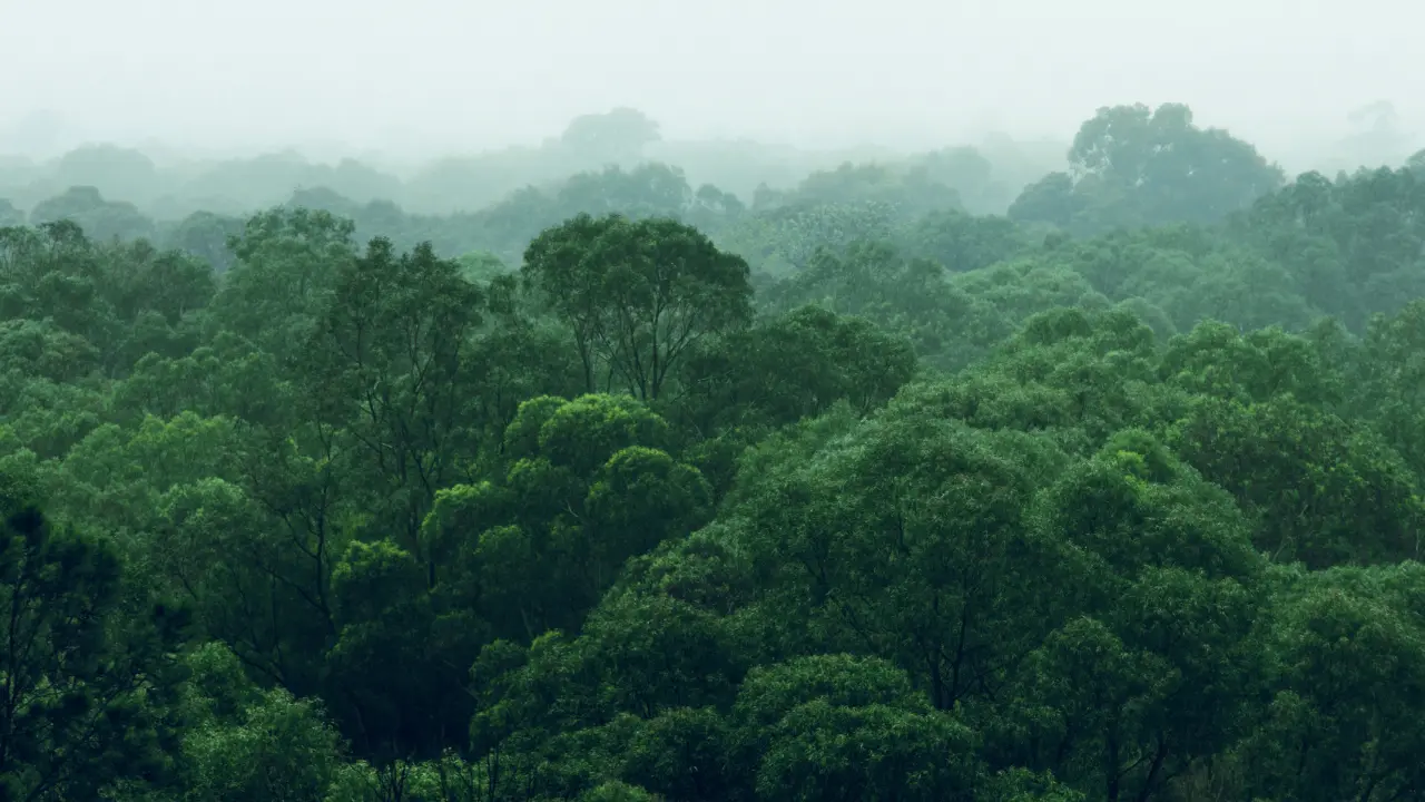 Achieving EUDR Compliance: A Guide to Deforestation Data Sources