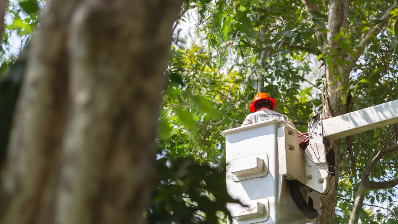 Five Reasons Why Vegetation Management Matters and the Role of Satellite Intelligence