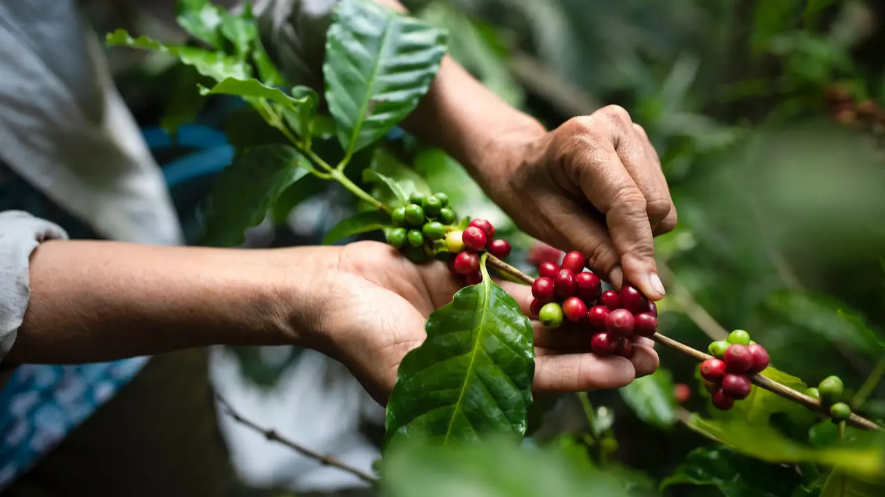 Navigating EUDR Compliance for Coffee: A Guide