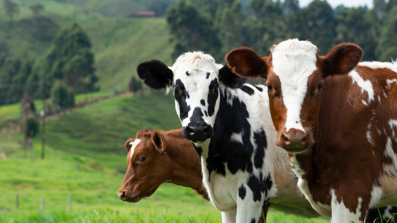 Navigating EUDR Compliance for Cattle: A Guide