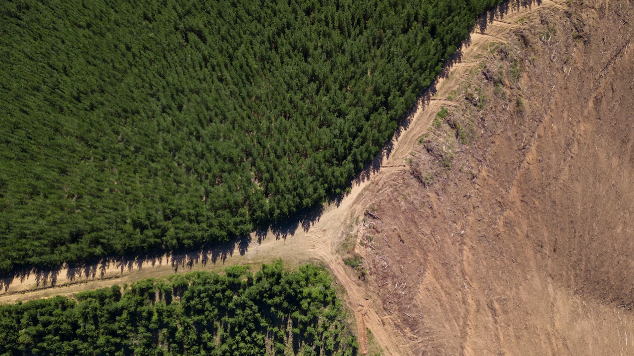 The Hotspots: This is where deforestation happens